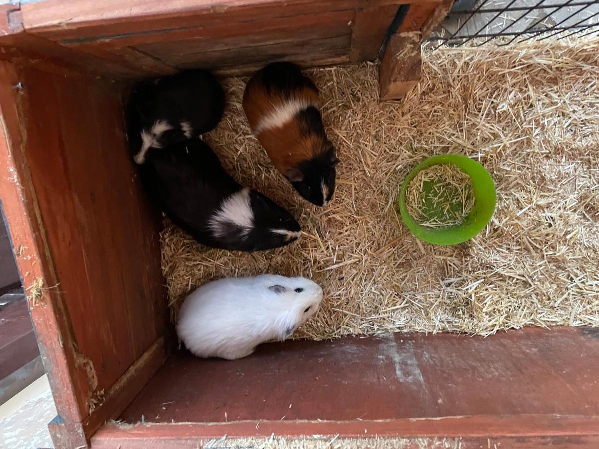 Schlafen Neben Den Kleinen Kaelbchen Im Kaelberiglu Bingum Exterior photo